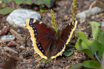 Detailed close up of a mourning cloak butterfly