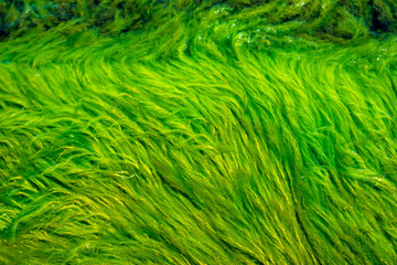 Green bright seaweed background.
