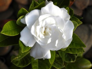 Gardenia 