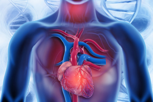 Human heart on scientific background.3d illustration