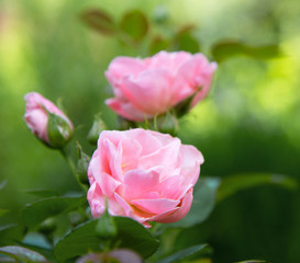 Beautiful blooming pink rose in a green summer garden. Design for postcards. Growing garden roses