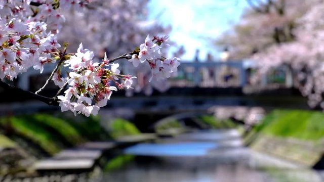 満開の川べりの桜と遊覧船