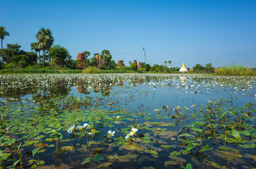 White small flowers on flooded with water rice fields and old pagodas ruins in Inwa (Ava), Myanmar