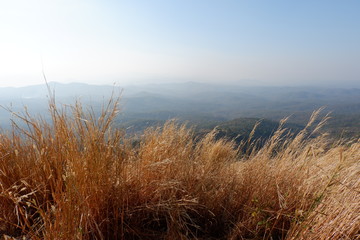 Fototapeta premium Yellow grass against a mountainous background.