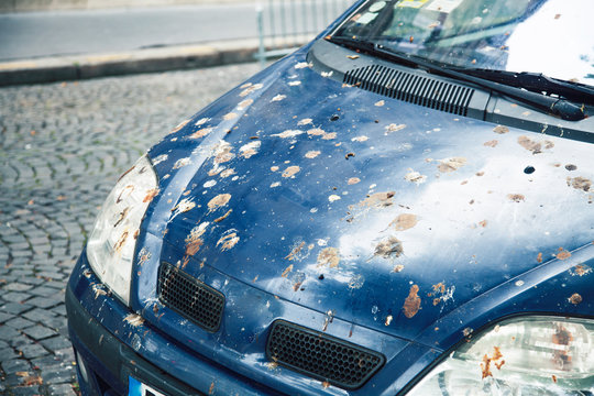 hood of car with lot of bird droppings, bad parking concept closeup