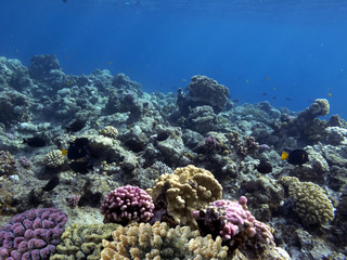 The Best Coral Reef Locations: Red Sea are the largest natural structures