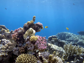 The Best Coral Reef Locations: Red Sea are the largest natural structures