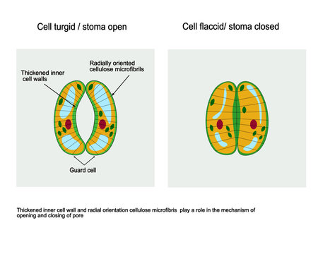 Structure of stomata complex, opening and closing stoma.  Vector for biology study