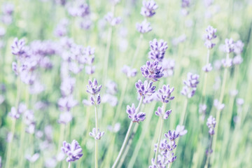 Light lavender flowers close-up stylized