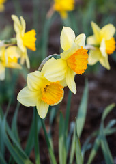 Obraz na płótnie Canvas Yellow daffodils bloom in spring in the garden
