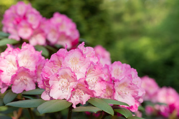 Pink rhododendron blooms in the garden