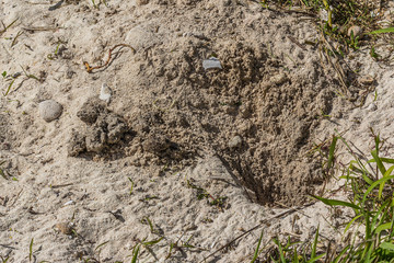 Small land crab (Cardisoma carnifex) digs a hole in the sand