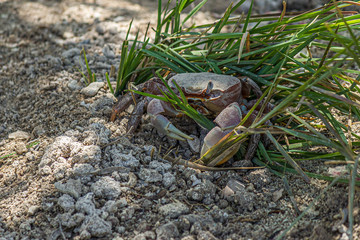 Land crab (Cardisoma carnifex) sits in the grass with bulging eyes and looks warily