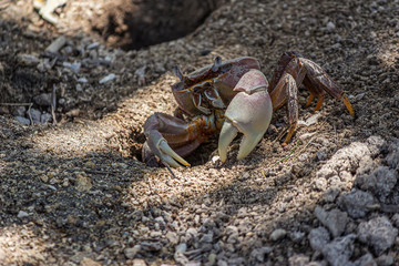 Land crab (Cardisoma carnifex) fearfully sits near its hole and prepares to hide in it