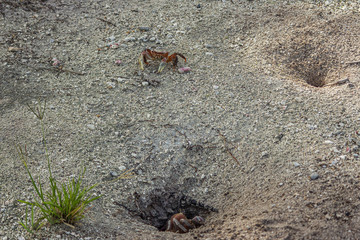 One land crab (Cardisoma carnifex) sits in its hole, and the second runs out of the hole and looks forward