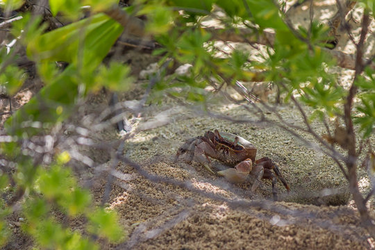 Small land crab (Cardisoma carnifex) stands near its sandy hole and looks warily through the bush