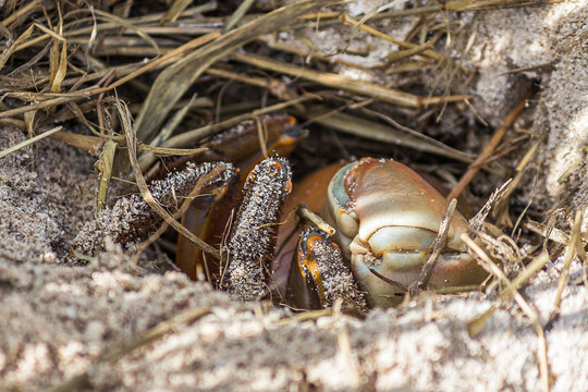 Land crab (Cardisoma carnifex) hid in its sand hole