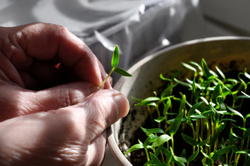 Seedling growth in pot. Young peppers plants. The hand of a gardener controls the health and growth of plants. Side light through window.