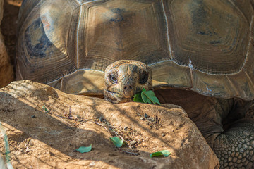 Portrait of a large elephant tortoise (Chelonoidis elephantopus) eats a branch with leaves