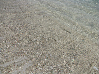 abstract natural background small fishes in coastal water on a background of sand in the Red Sea