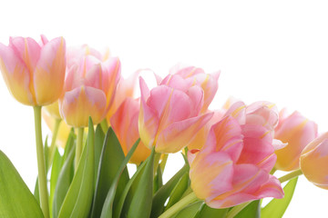 many pink tulips in sunlight on white background