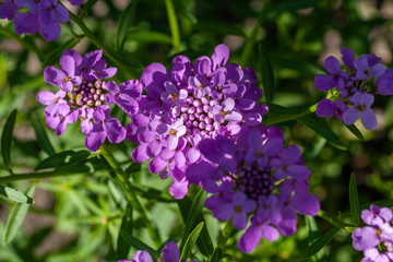 Flowering of Erysimum albescens, plant endemic of Gran Canaria