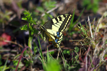 Un joli papillon prêt à prendre son envol