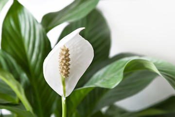 Close-up petal of white flower on background green leaves (Spathiphyllum cochlearispathum,...
