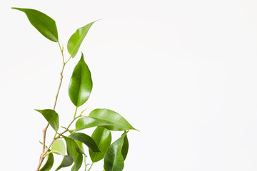 Ficus benjamina branch isolated on white background.