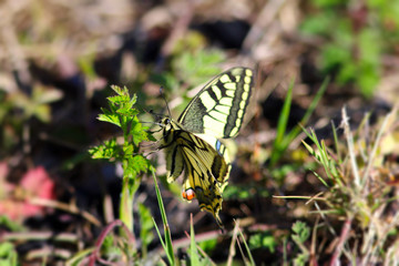 Un joli papillon prêt à prendre son envol