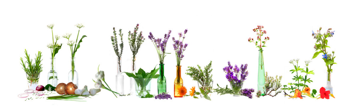 Verschiedene K&uuml;chenkr&auml;uter freigestellt vor wei&szlig;em Hintergrund, Panorama-Poster