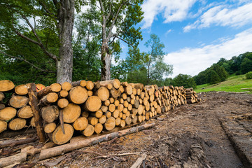 logs in piles on the edge of the forest in the White Water Reserve in Pieniny