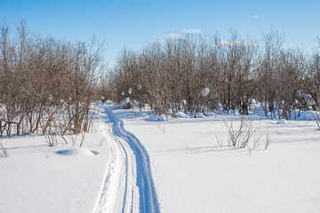 Obraz premium Snowmobile road on a snowy field leading to the forest. Winter landscape on a bright sunny day