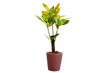 Beautiful of Codiaeum Variegatum ''Gold Sun'' or gold spotted croton plant in brown flowerpot isolated on white background. 