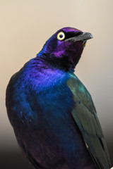 Close up of a purple and green Asian glossy starling bird (Aplonis panayensis) perched on a dry branch with its mate behind.