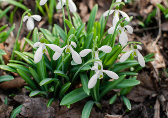 snowdrop