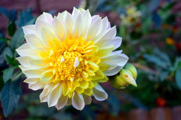 Soft focus of yellow and white Dahlia flower in the park outdoor.  Beautiful spring blossom under sunlight in the garden and blurred natural background at spring or summer season. Nature concept.