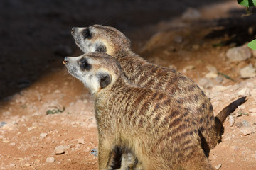 Obraz premium A pair of meerkats profile close up looking for food in the desert (Suricata suricatta).