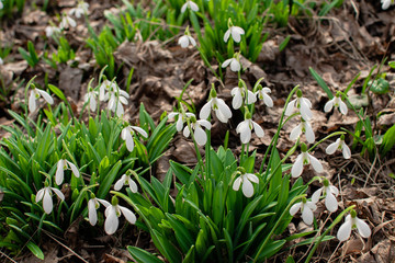 snowdrop