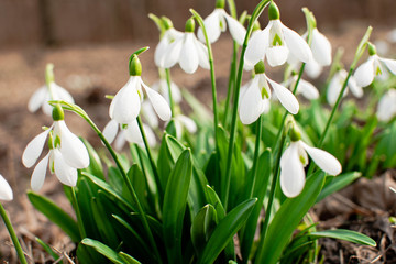 Fototapeta premium snowdrop