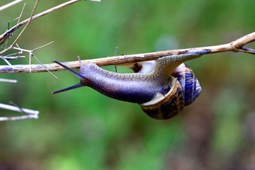ESCARGOT SUR BRANCHE