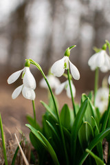 Fototapeta premium snowdrop