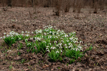 snowdrop