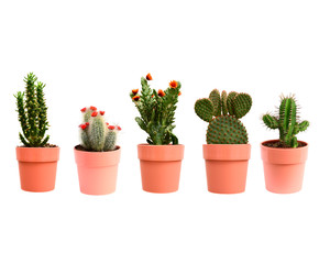 Beautiful cactus or succulent plant in flower pot isolated on white background. This plant used for decoration home, office, living room or your garden.