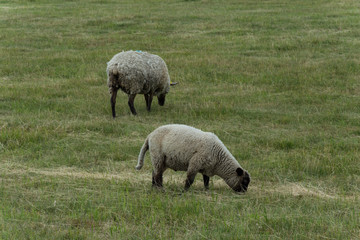 Obraz premium Sheep is grazing on the grazing land or green meadow and looking around.