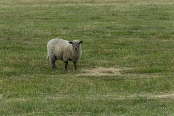 Sheep on the grazing land or green meadow looking around.