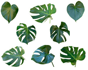 Beautiful green leaf of monstera deliciosa or Swiss Cheese with sun reflection isolated on white background. Leaf is the main organs of photosynthesis and transpiration. 