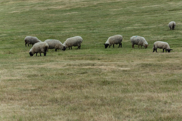Sheep is grazing on the grazing land or green meadow and looking around.