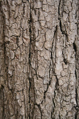 Close-up of a light brown tree bark on selective focus. Natural background