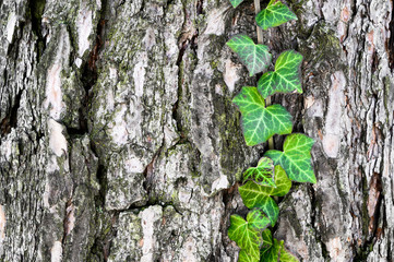 Ivy - hedera helix on a tree. The distinctive gray bark of the pine contrasts with the green ivy.